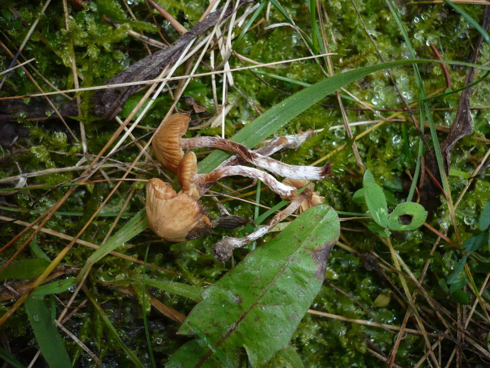 Galerina nana image