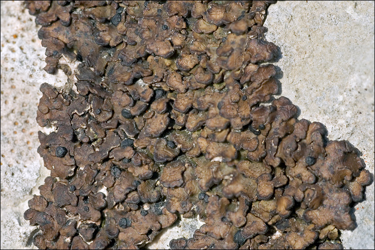 Romjularia image