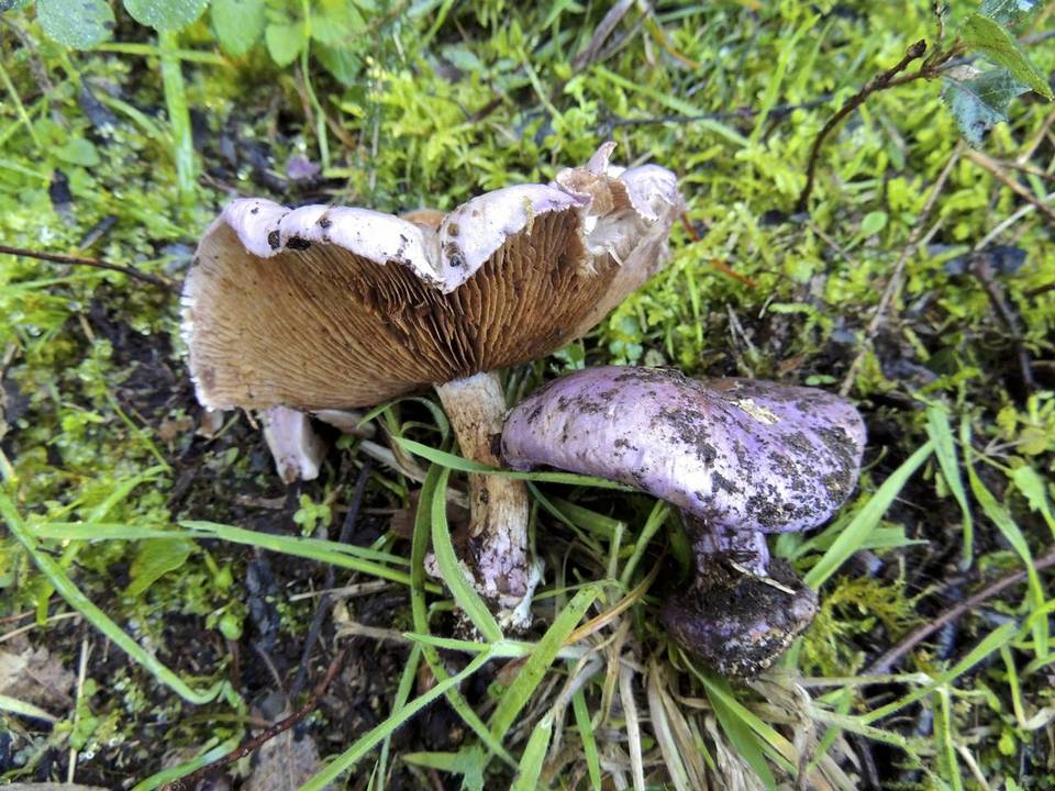Cortinarius terpsichores image