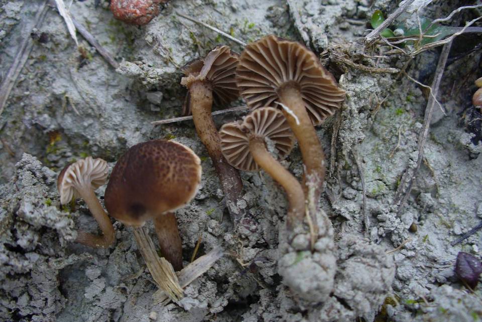 Camarophyllopsis atropuncta image