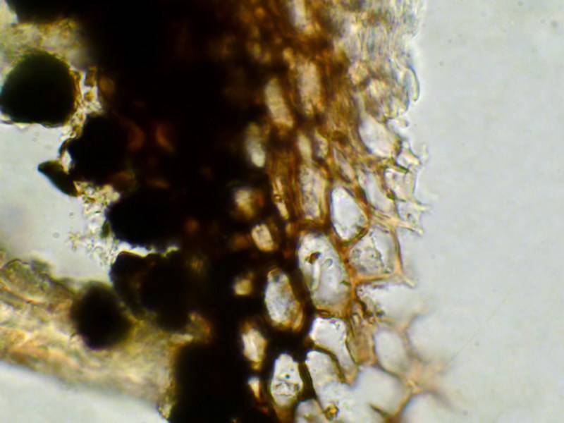 Nitschkiaceae image