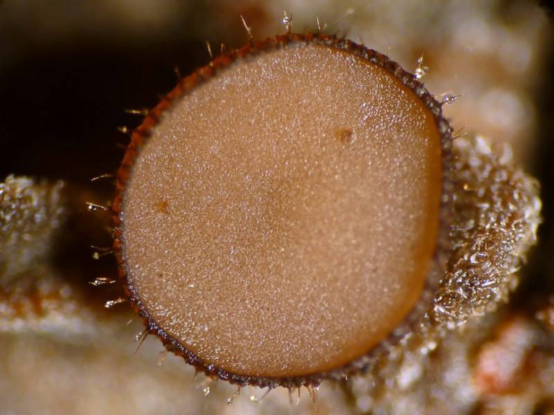 Torrendiella ciliata image