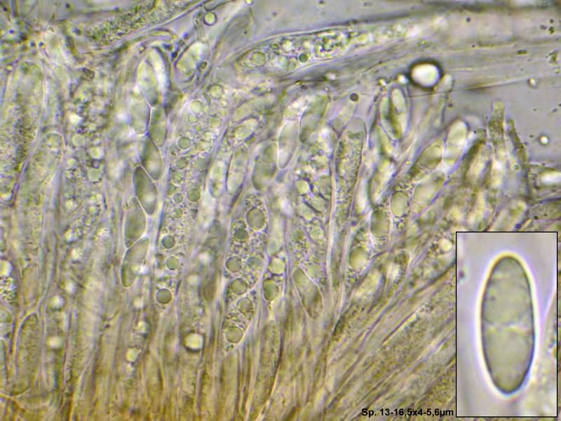 Torrendiella ciliata image