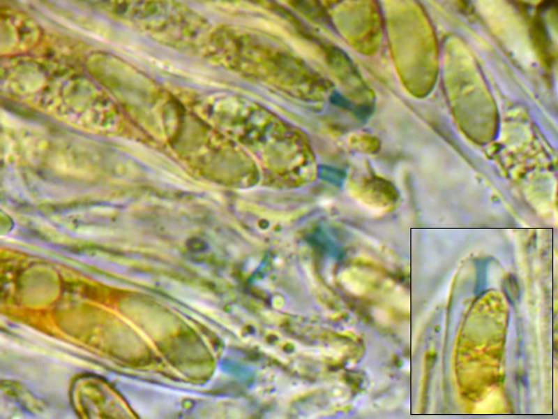 Torrendiella ciliata image