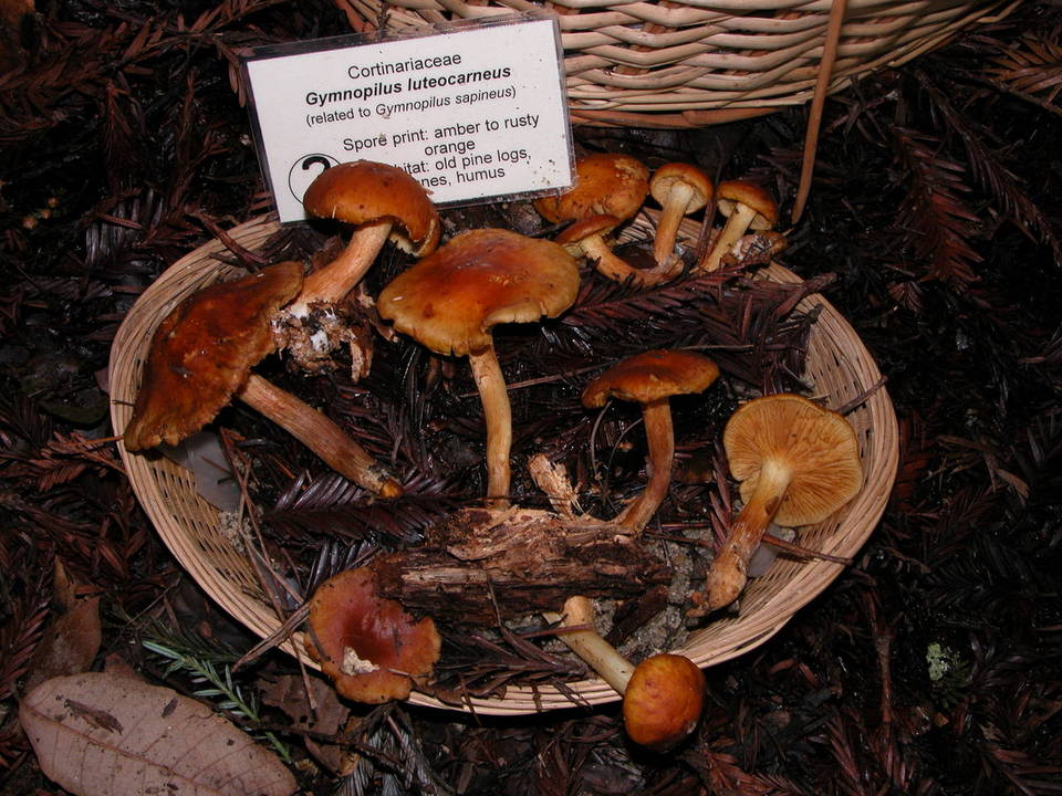 Gymnopilus luteocarneus image