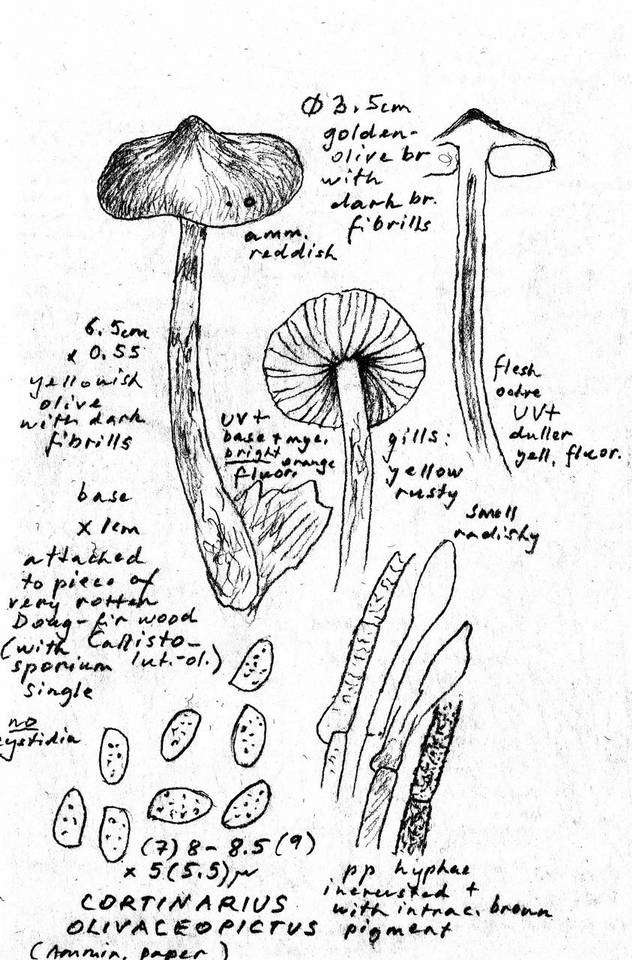 Cortinarius olivaceopictus image