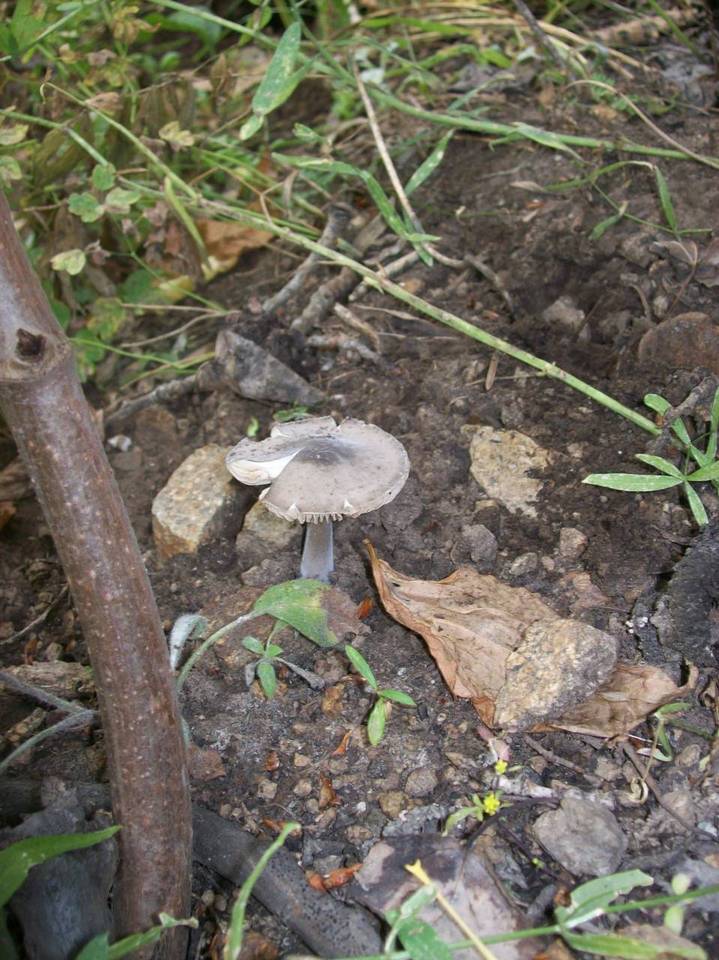 Paraxerula americana image
