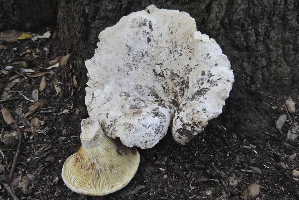 Lactifluus bertillonii image
