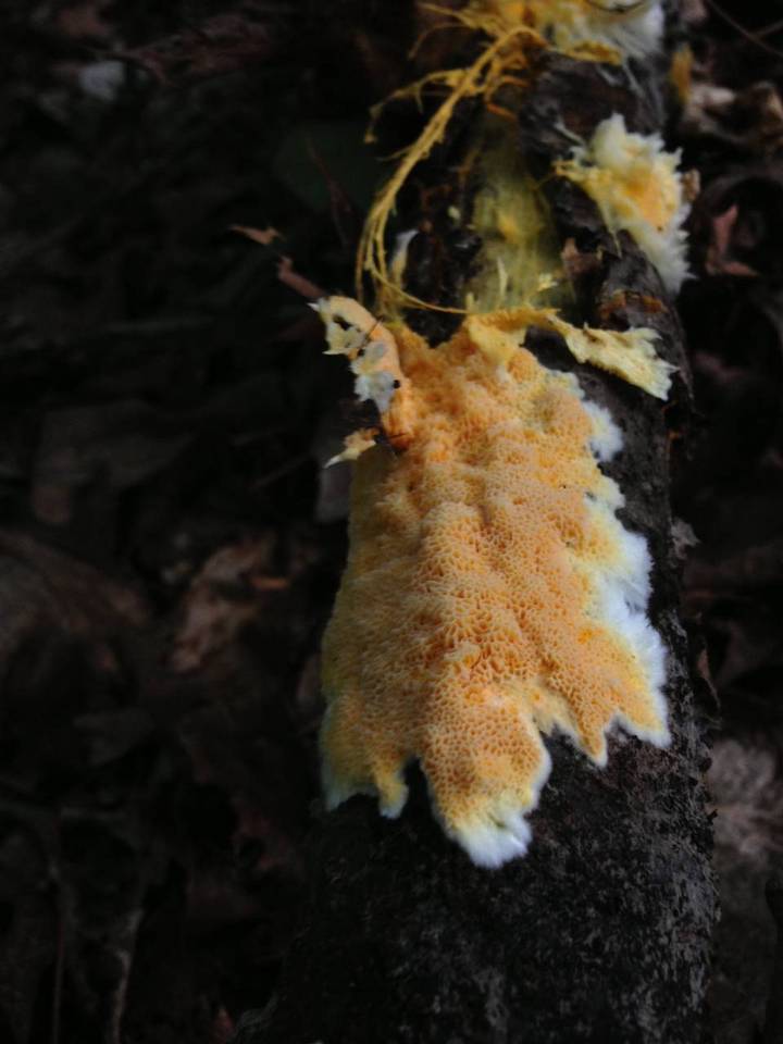 Fibroporia radiculosa image