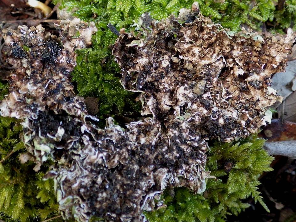 Xanthoparmelia protomatrae image