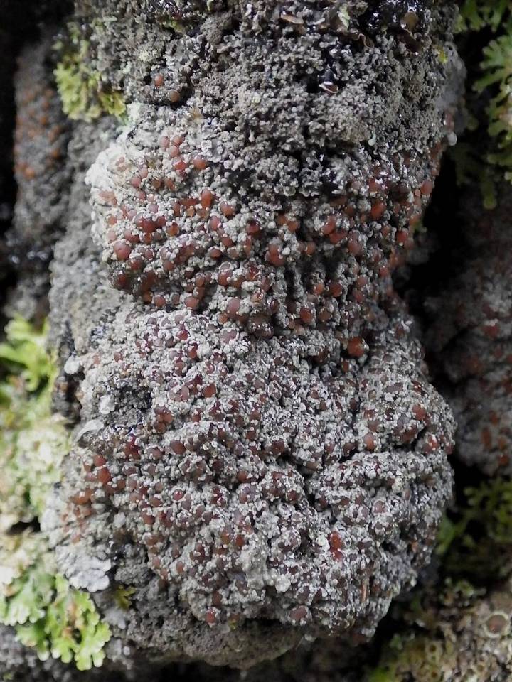 Fuscopannaria atlantica image