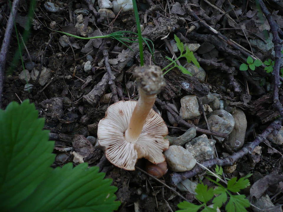Inocybe bresadolae image