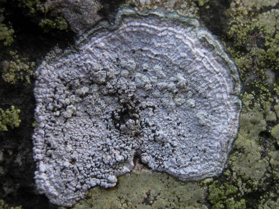 Pertusaria leucosora image