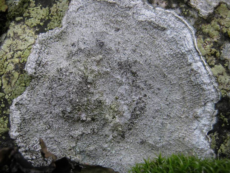 Pertusaria leucosora image