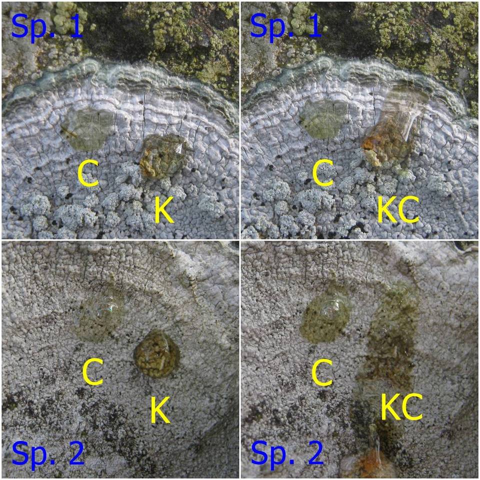 Pertusaria leucosora image