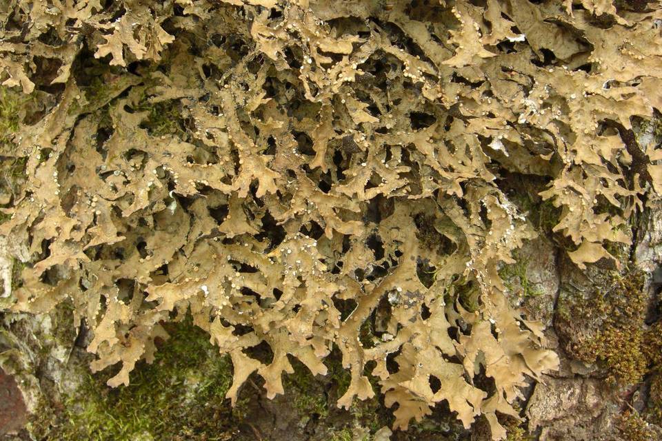 Pseudocyphellaria nudata image