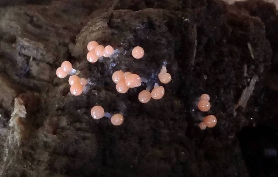 Trichia image