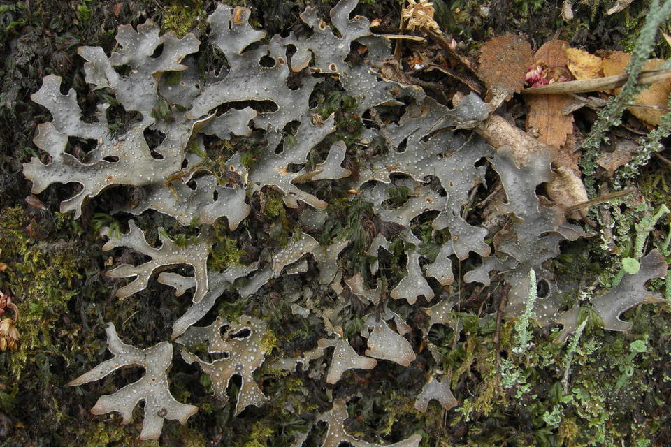 Pseudocyphellaria norvegica image