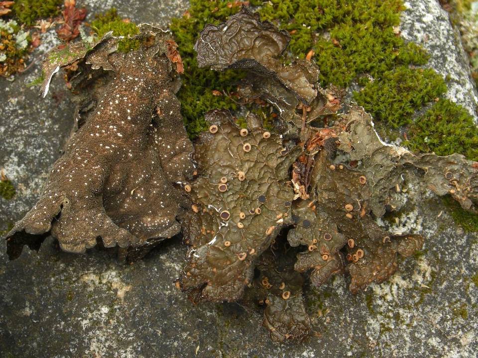 Pseudocyphellaria berteroana image