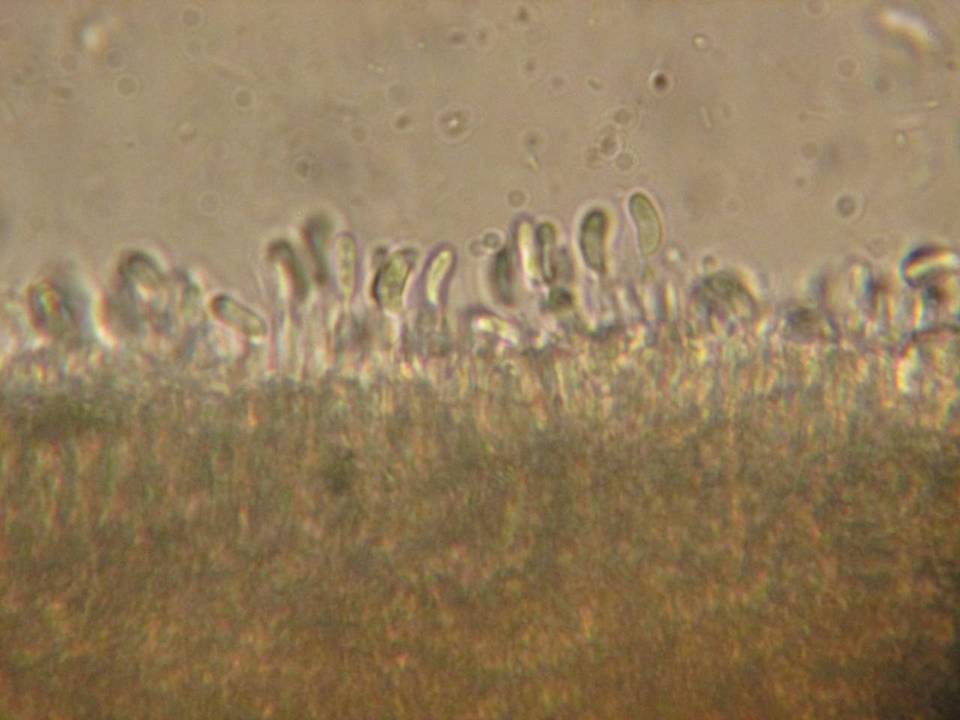 Cerinomyces crustulinus image