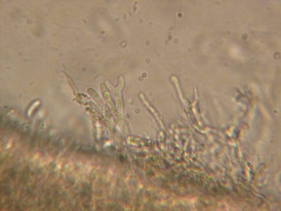 Cerinomyces crustulinus image
