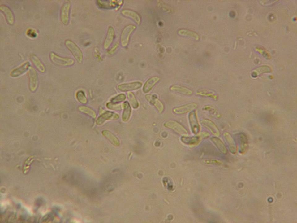 Cerinomyces crustulinus image