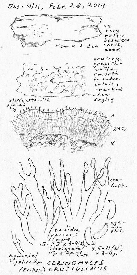 Cerinomyces crustulinus image
