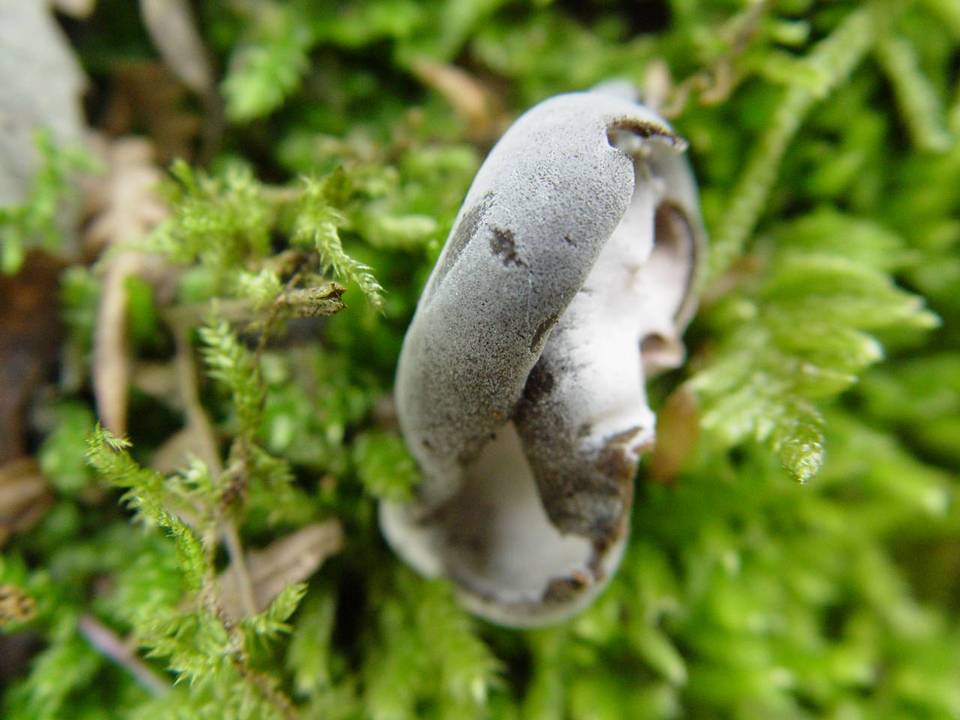 Sphaeronaemella helvellae image