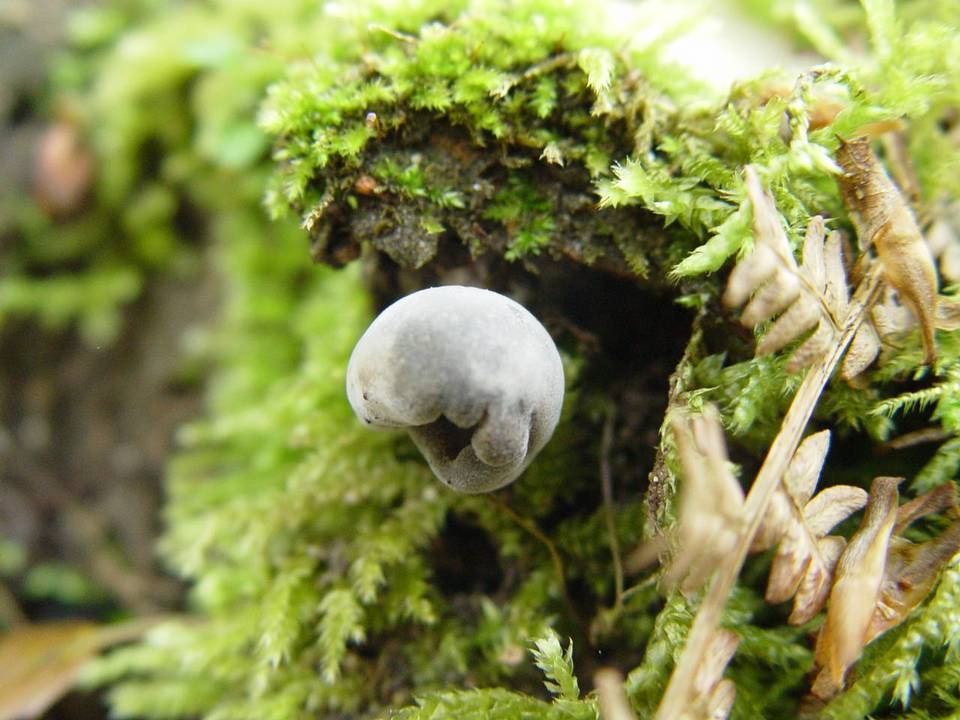 Sphaeronaemella helvellae image