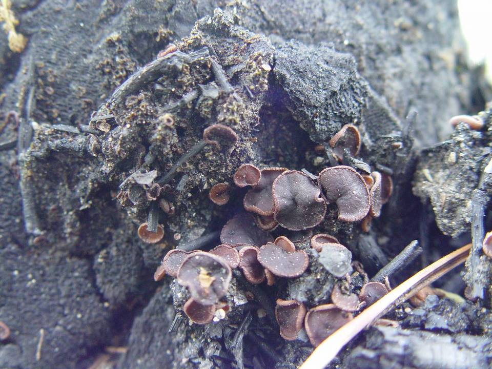 Ascobolus carbonarius image