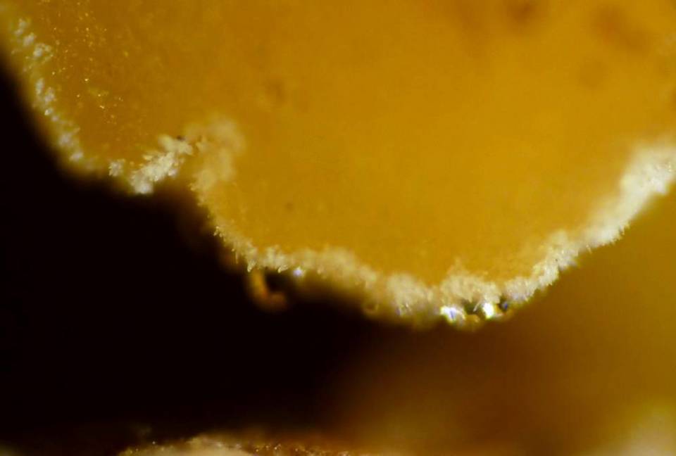 Lachnum pygmaeum image