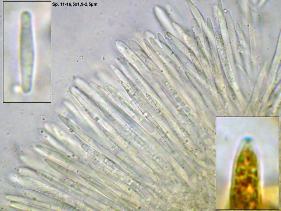 Lachnum pygmaeum image