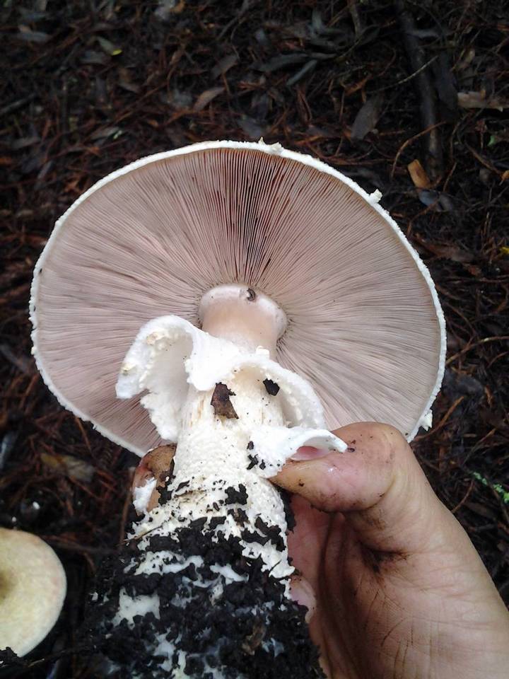 Agaricus perobscurus image