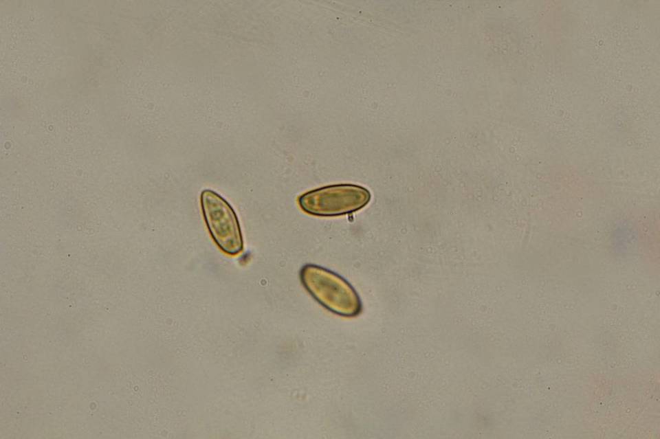 Boletus luridiformis var. discolor image