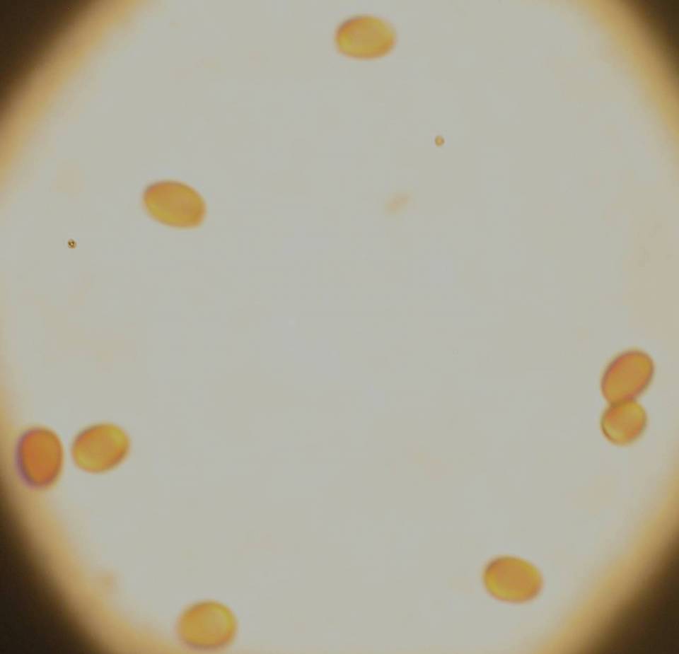 Leucogyrophana romellii image