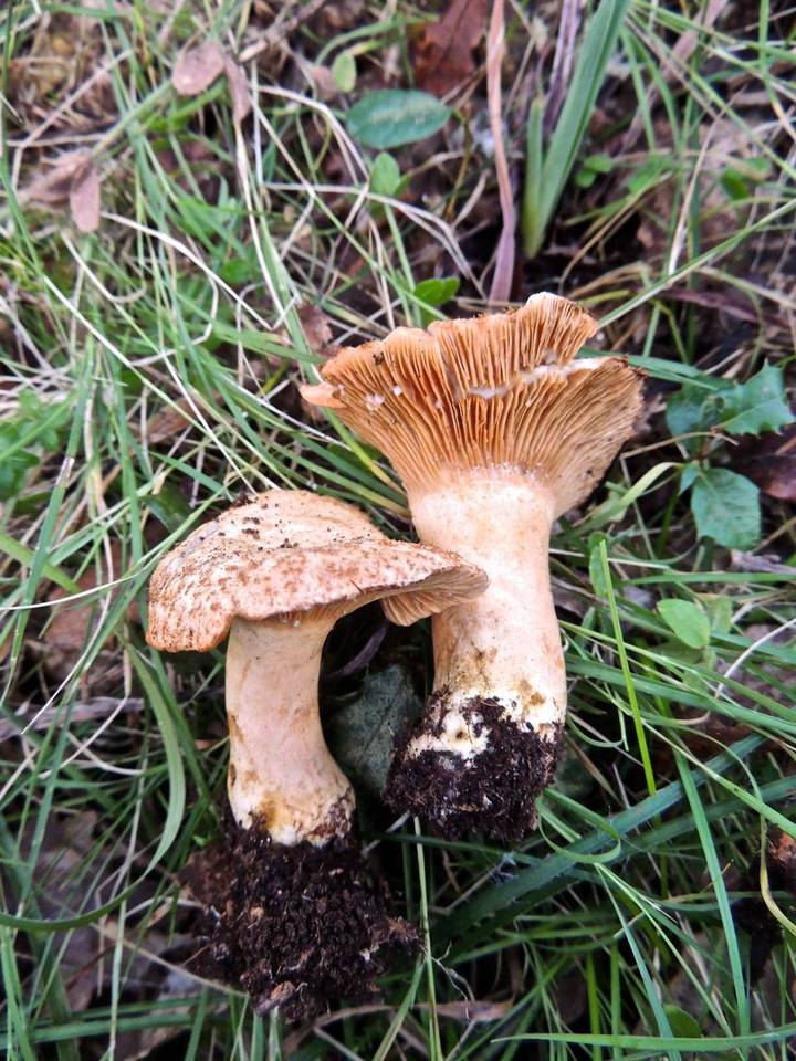 Lactarius mairei image