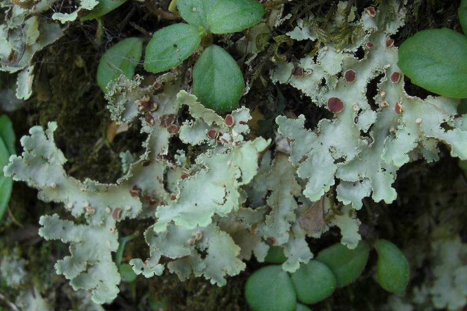 Pseudocyphellaria exanthematica image