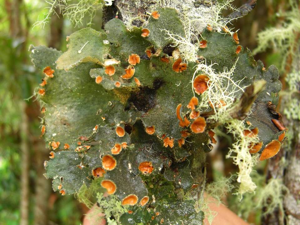 Pseudocyphellaria hirsuta image