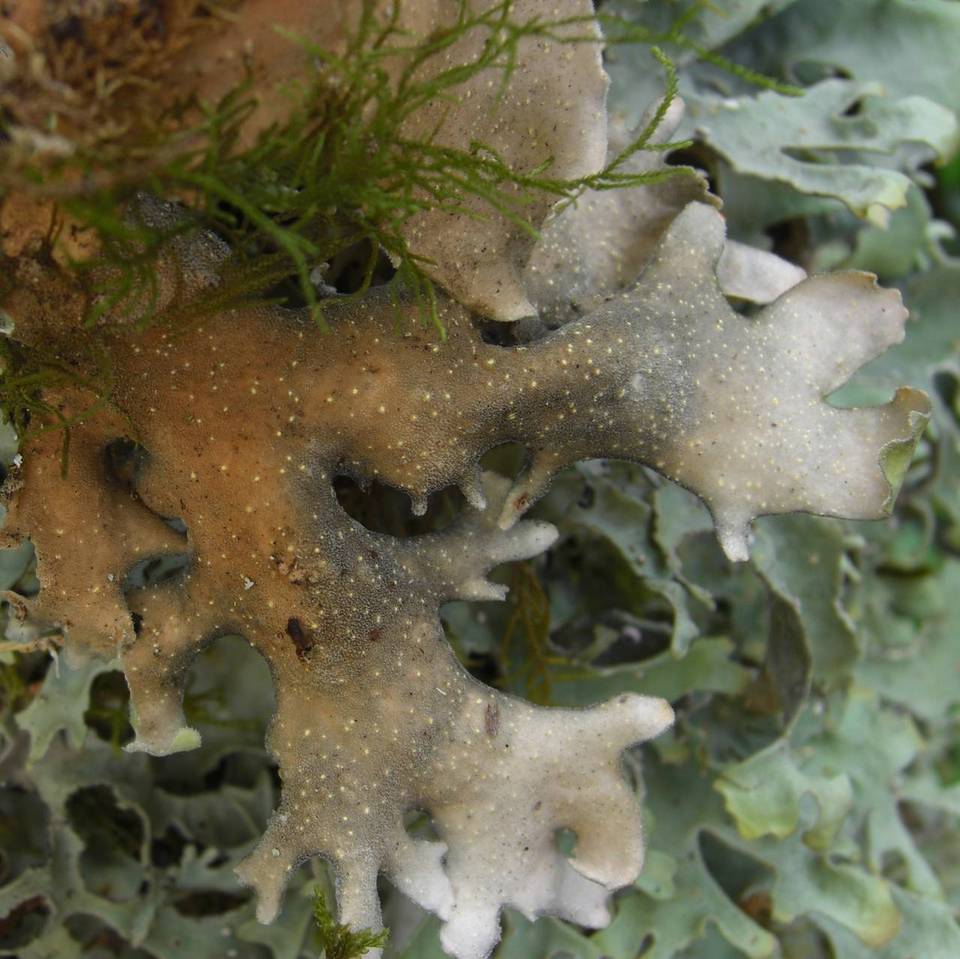 Pseudocyphellaria malmeana image
