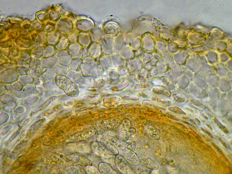 Bionectria ralfsii image