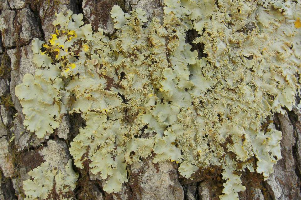 Pseudocyphellaria flavicans image