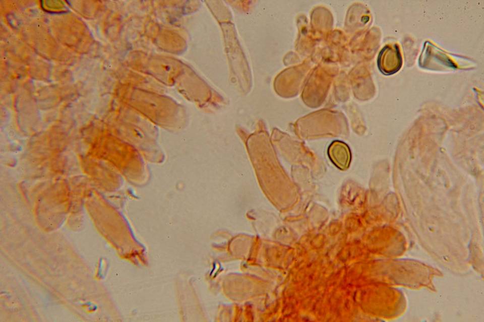 Psilocybe gallaeciae image