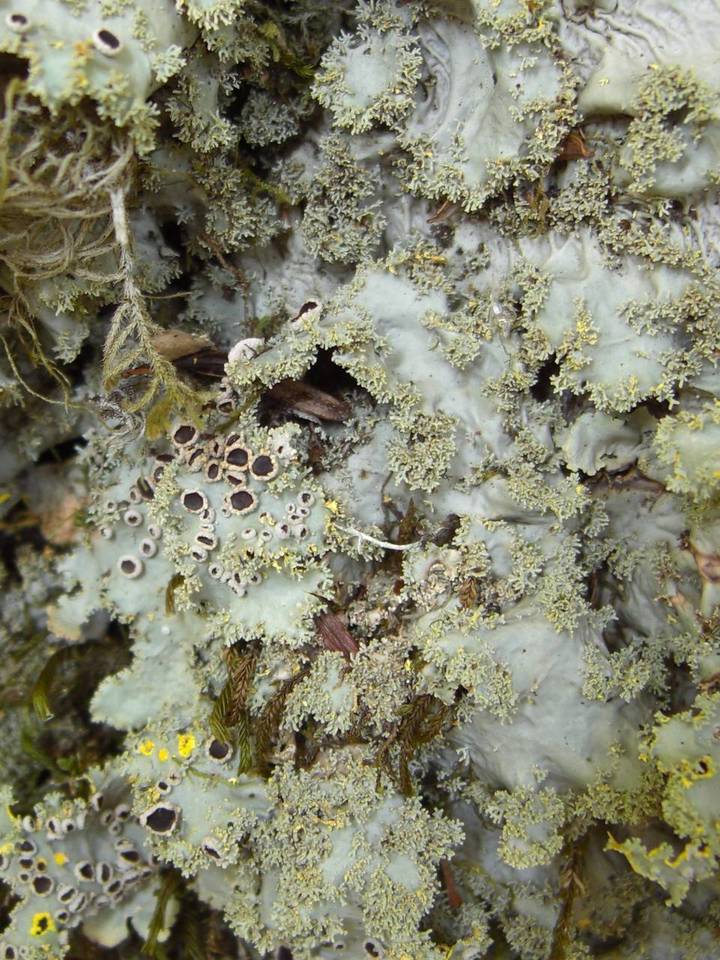 Pseudocyphellaria flavicans image