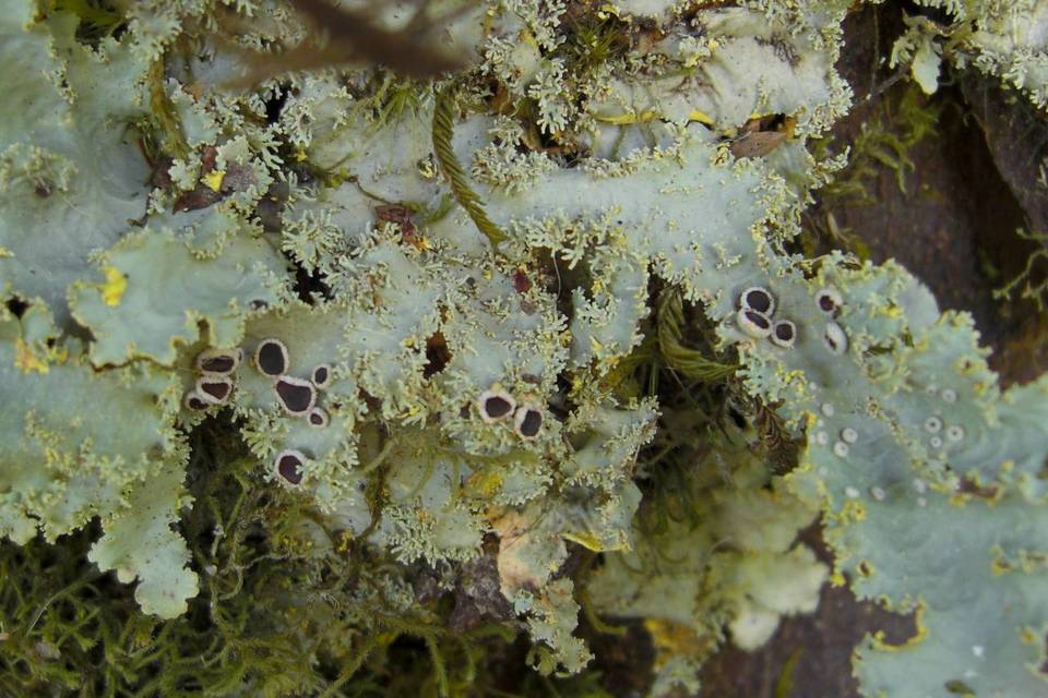 Pseudocyphellaria flavicans image