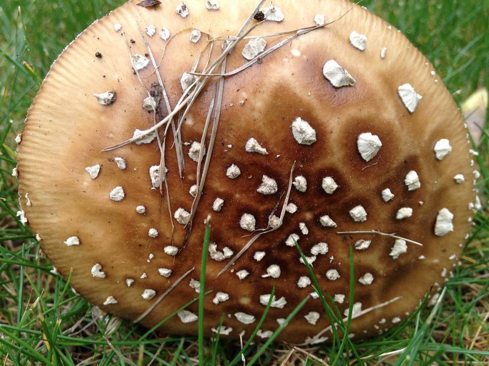 Amanita ameripanthera image