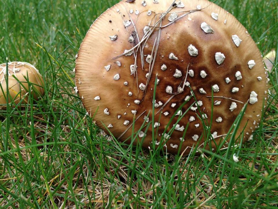 Amanita ameripanthera image