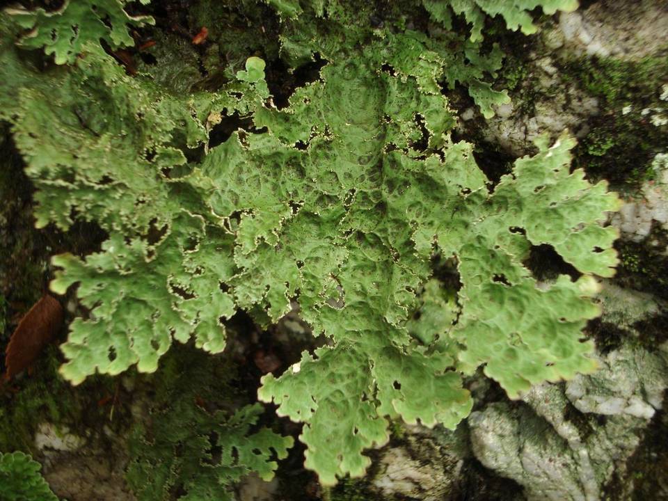 Pseudocyphellaria valdiviana image