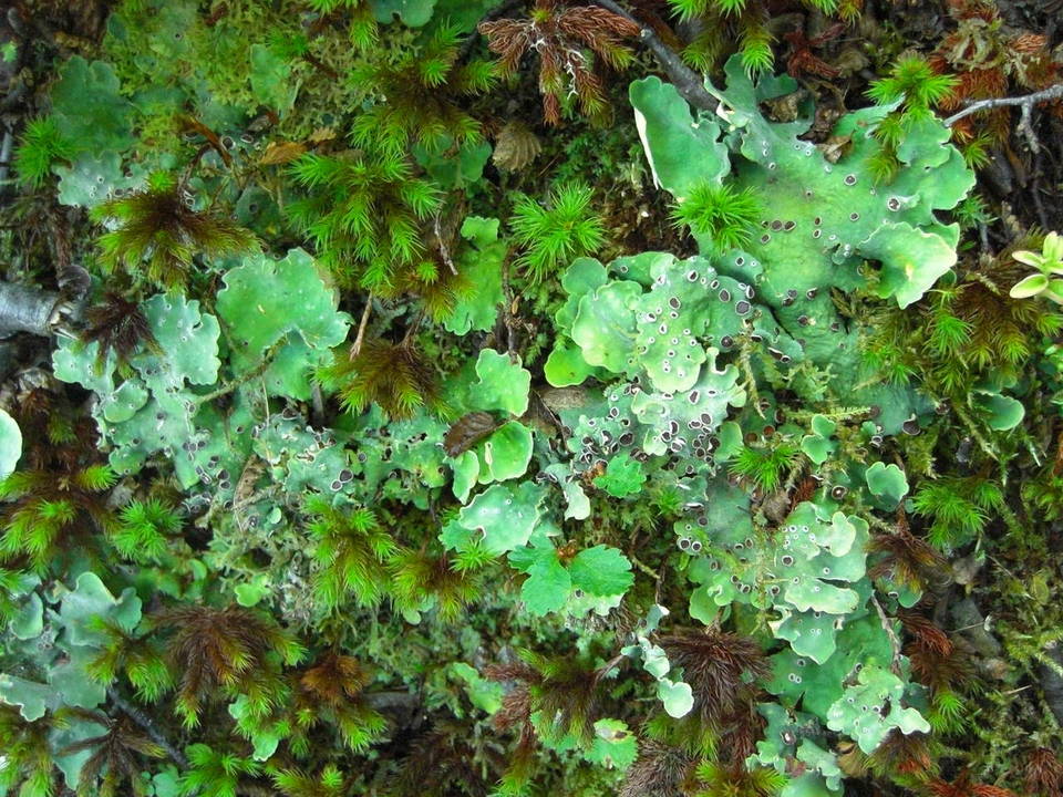Pseudocyphellaria berberina image