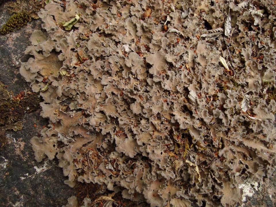 Pseudocyphellaria hirsuta image