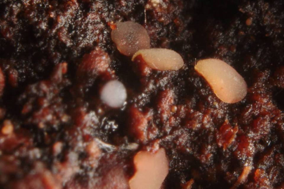 Patinellaria sanguinea image